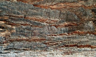 Koyu ahşap desen arka plan yüzeyi, eski doğal desen. Ahşap kabuk arkaplanının kapanışı.