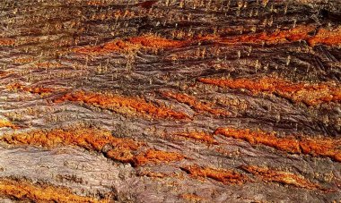 Koyu ahşap desen arka plan yüzeyi, eski doğal desen. Ahşap kabuk arkaplanının kapanışı.