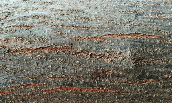 Koyu ahşap desen arka plan yüzeyi, eski doğal desen. Ahşap kabuk arkaplanının kapanışı.