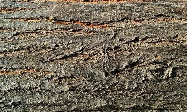 Koyu ahşap desen arka plan yüzeyi, eski doğal desen. Ahşap kabuk arkaplanının kapanışı.