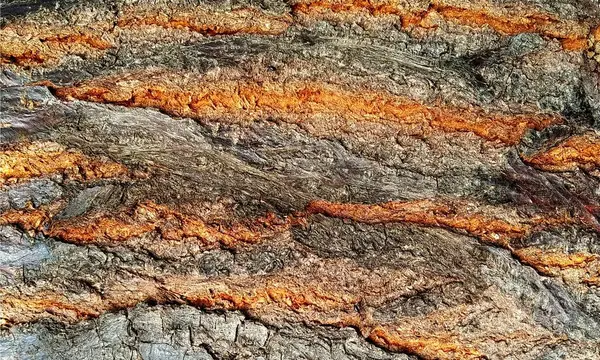 Koyu ahşap desen arka plan yüzeyi, eski doğal desen. Ahşap kabuk arkaplanının kapanışı.