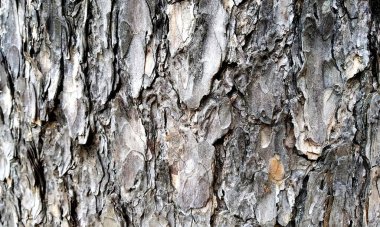 Çok detaylı ağaç kabuğu dokusu, arkaplan için ahşap desen