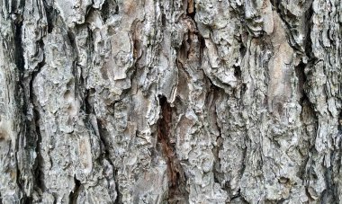 Çok detaylı ağaç kabuğu dokusu, arkaplan için ahşap desen