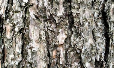 Çok detaylı ağaç kabuğu dokusu, arkaplan için ahşap desen