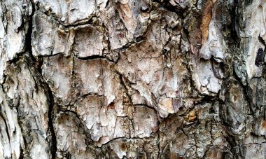 Çok detaylı ağaç kabuğu dokusu, arkaplan için ahşap desen