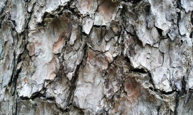 Çok detaylı ağaç kabuğu dokusu, arkaplan için ahşap desen