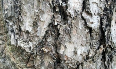 Çok detaylı ağaç kabuğu dokusu, arkaplan için ahşap desen