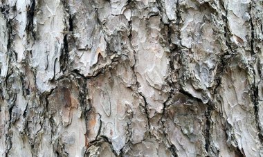 Çok detaylı ağaç kabuğu dokusu, arkaplan için ahşap desen