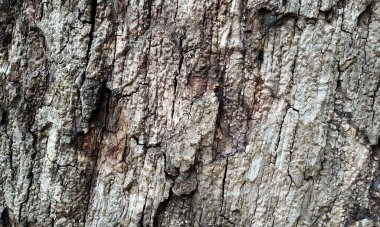 Çok detaylı ağaç kabuğu dokusu, arkaplan için ahşap desen