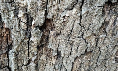Çok detaylı ağaç kabuğu dokusu, arkaplan için ahşap desen