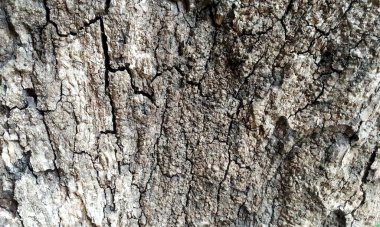 Çok detaylı ağaç kabuğu dokusu, arkaplan için ahşap desen