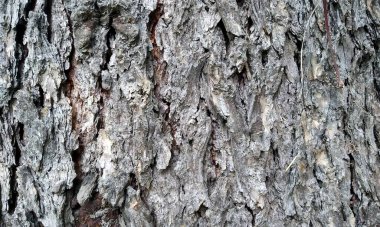 Çok detaylı ağaç kabuğu dokusu, arkaplan için ahşap desen