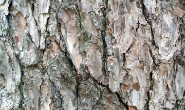 Çok detaylı ağaç kabuğu dokusu, arkaplan için ahşap desen