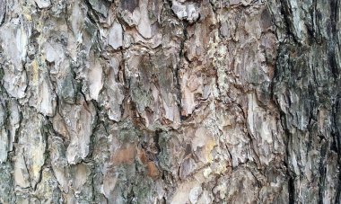 Çok detaylı ağaç kabuğu dokusu, arkaplan için ahşap desen