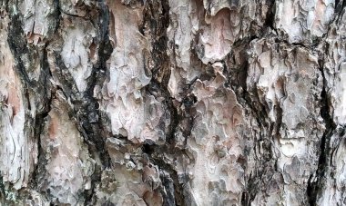 Çok detaylı ağaç kabuğu dokusu, arkaplan için ahşap desen