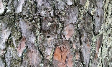 Çok detaylı ağaç kabuğu dokusu, arkaplan için ahşap desen