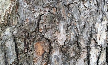 Çok detaylı ağaç kabuğu dokusu, arkaplan için ahşap desen