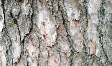 Çok detaylı ağaç kabuğu dokusu, arkaplan için ahşap desen
