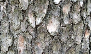 Çok detaylı ağaç kabuğu dokusu, arkaplan için ahşap desen