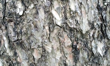 Çok detaylı ağaç kabuğu dokusu, arkaplan için ahşap desen