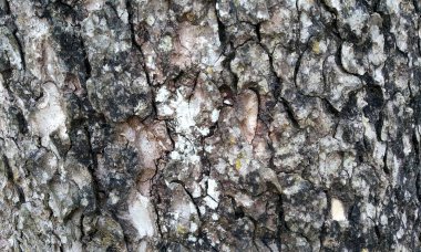 Çok detaylı ağaç kabuğu dokusu, arkaplan için ahşap desen