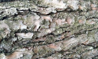 Çok detaylı ağaç kabuğu dokusu, arkaplan için ahşap desen