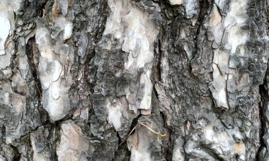 Çok detaylı ağaç kabuğu dokusu, arkaplan için ahşap desen