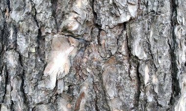 Çok detaylı ağaç kabuğu dokusu, arkaplan için ahşap desen