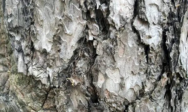 Çok detaylı ağaç kabuğu dokusu, arkaplan için ahşap desen