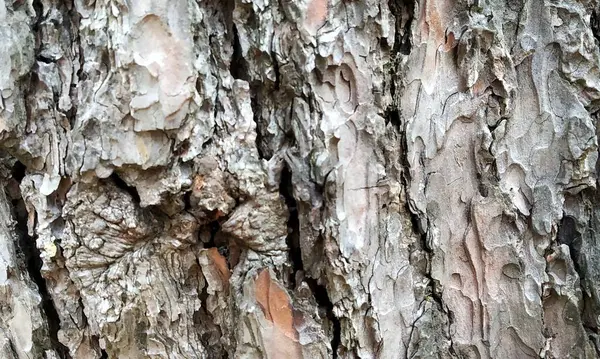 Çok detaylı ağaç kabuğu dokusu, arkaplan için ahşap desen