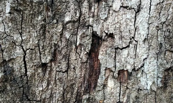 Çok detaylı ağaç kabuğu dokusu, arkaplan için ahşap desen