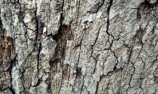 Çok detaylı ağaç kabuğu dokusu, arkaplan için ahşap desen