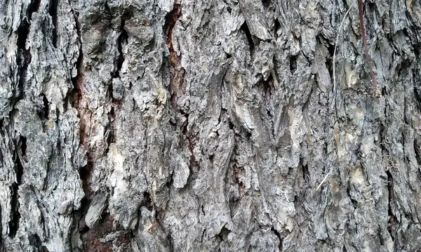 Çok detaylı ağaç kabuğu dokusu, arkaplan için ahşap desen
