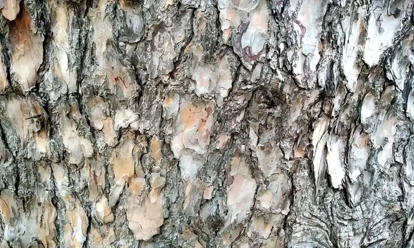 Çok detaylı ağaç kabuğu dokusu, arkaplan için ahşap desen