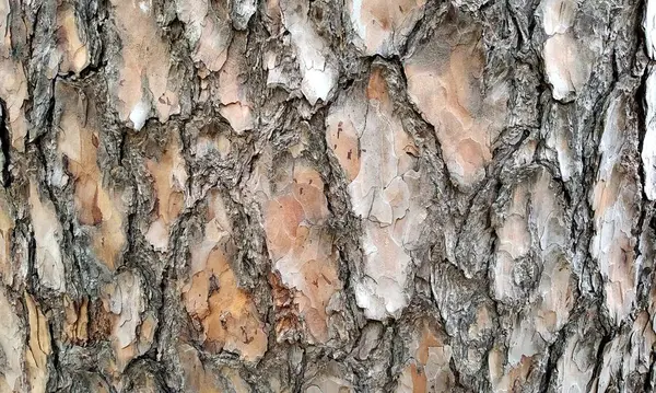 Çok detaylı ağaç kabuğu dokusu, arkaplan için ahşap desen