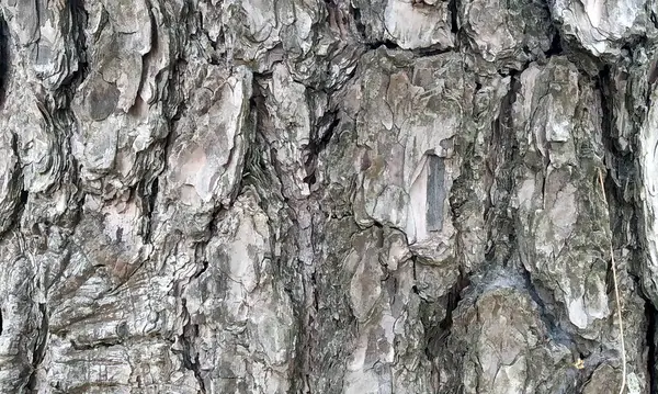 Çok detaylı ağaç kabuğu dokusu, arkaplan için ahşap desen