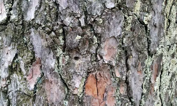 Çok detaylı ağaç kabuğu dokusu, arkaplan için ahşap desen