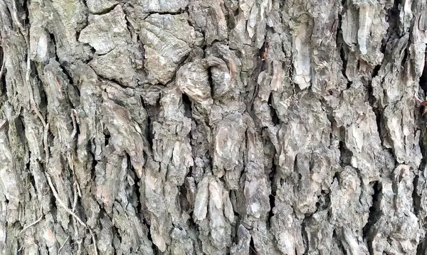 Çok detaylı ağaç kabuğu dokusu, arkaplan için ahşap desen