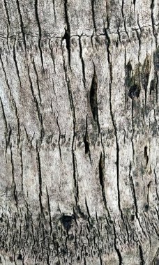 Ahşap doku, doğal desen, yakın çekim.