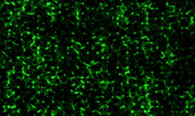 Tütsü dumanı lekeli soyut zemin. Siyah arkaplan üzerinde şeffaf dumanlı tütsü kokusu ve aromatik renkli tütsü. Taranmış Soyut Arkaplan. Fırça darbeli resim.