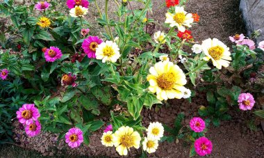 Bahçedeki güzel çiçekler