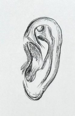 siyah ve beyaz insan kulağı, kalem çizimi