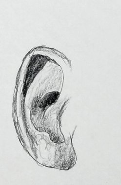 siyah ve beyaz insan kulağı, kalem çizimi