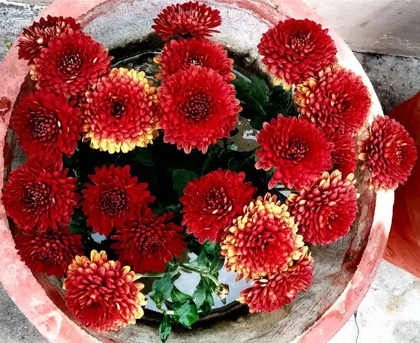 Bahçedeki güzel çiçekler