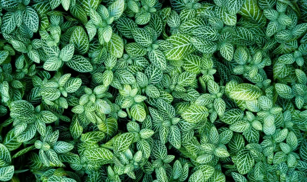 摘要绿叶无缝图案 自然纹理背景 艺术图像上的热带叶子Fittonia Albivenis — 图库照片