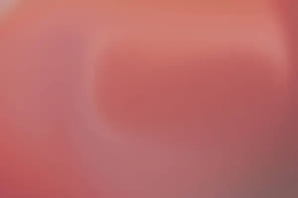 Bulanık ışık efekti arka planında soyut pembe gül. Duvar kağıdı, broşür, blog tutumları, broşür vs. için ideal., 