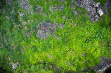 Alçak gelgitte, kayalık kayalık burnun altındaki kaya yüzeyinde yeşil yosun örtüsü. Doğa ve ekoloji kavramı.