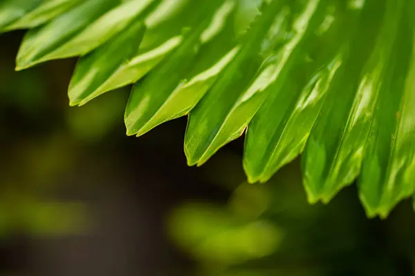 Palmiye yapraklarının arkaplanını kapat. doğa yeşil tropik arkaplan