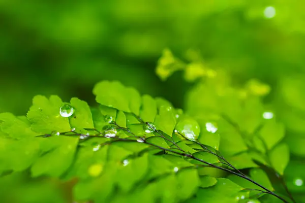 Yağmur sonrası su damlaları olan taze yeşil yapraklar. Yeşil çevre arkaplanı.