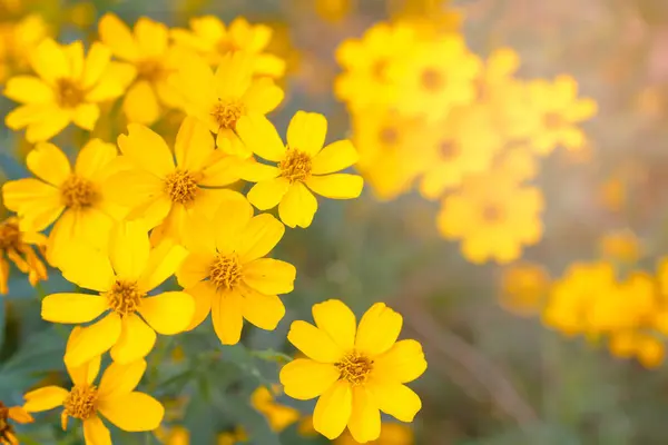 stock image Beautiful closeup view of buds golden daisy flower in bloom, nature pattern with blurred background. Summer of natures flower theme.